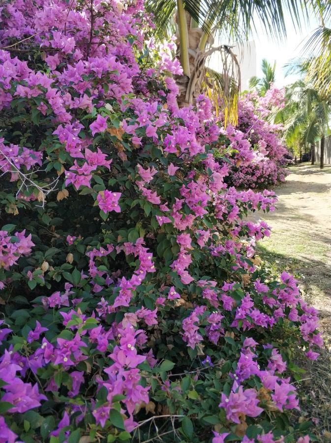 公寓 Polinesia Beira Mar Muro Alto *